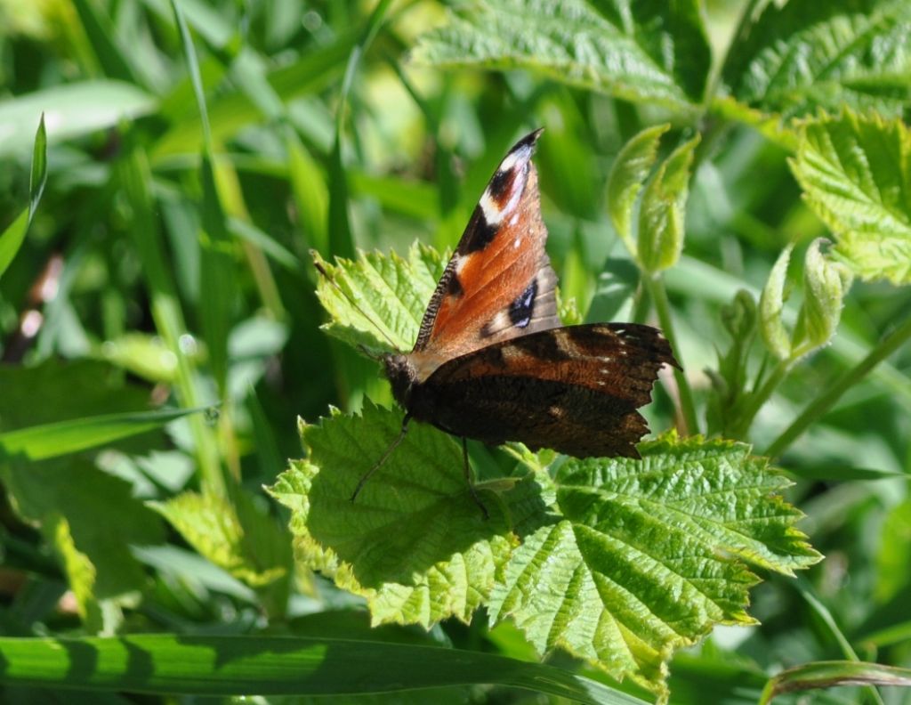 Una conferma Aglais urticae?